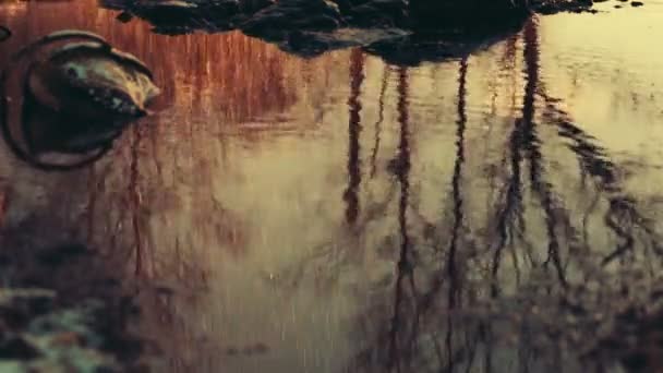 Reflexão de árvores na água. — Vídeo de Stock