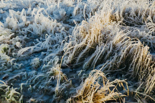 Iced nad trawa w formie piękne streszczenie. — Zdjęcie stockowe