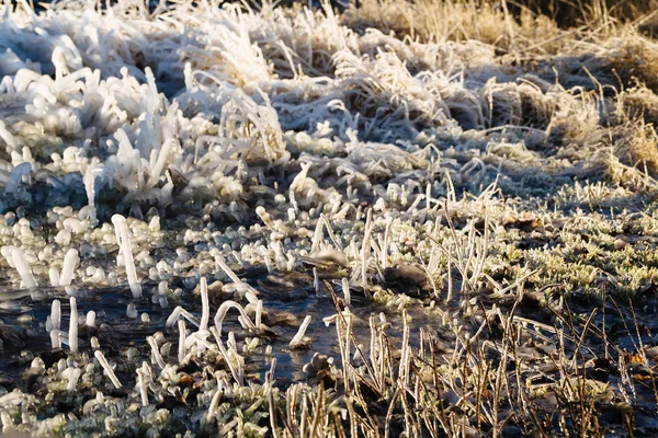 Vereist über Gras in einer abstrakt schönen Form. — Stockfoto