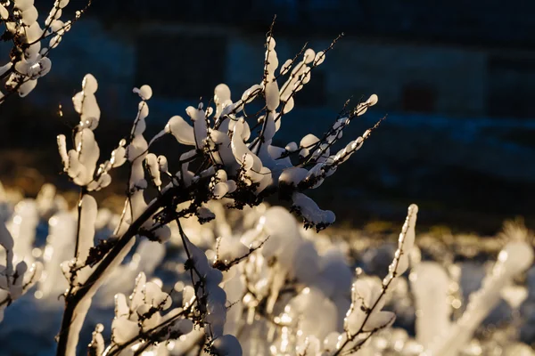 Iced over gras in een abstracte mooie vorm. — Stockfoto