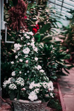 Bitki bir Noel ağacı olarak dekore edilmiş. Kar dalları üzerinde taklit.