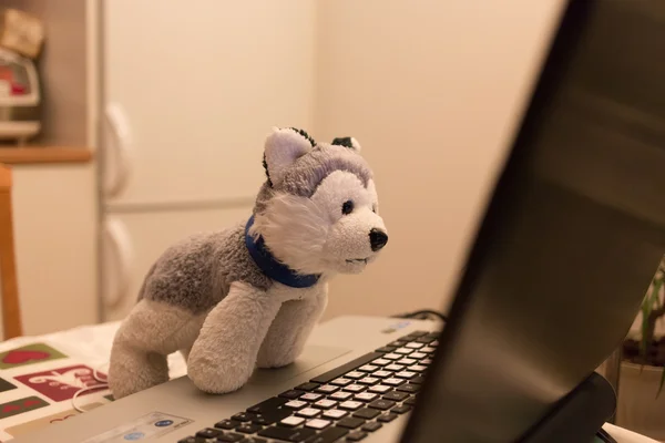 Plush toy a dog attentively looks in the laptop. — Stock Photo, Image