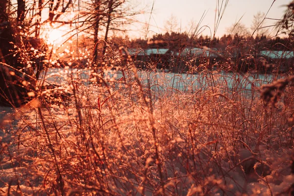Suché stonky a větve rostlin, v zimě proti slunci. — Stock fotografie
