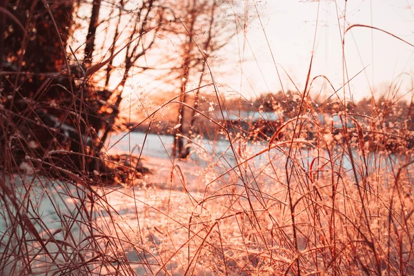 Trockene Halme und Zweige von Pflanzen im Winter gegen die Sonne. — Stockfoto
