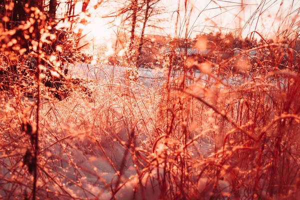 Tallos secos y ramas de plantas en el invierno contra el sol . —  Fotos de Stock