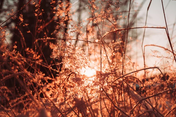 Dry stalks and branches of plants in the winter against the sun. — Stock Photo, Image