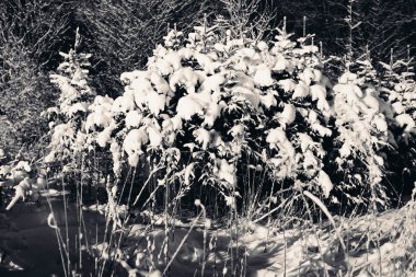 Ağaçlar ve çalılar dallarda kar.