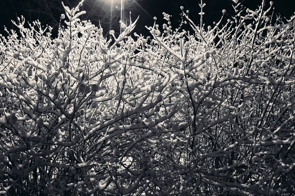 Nieve en las ramas de un arbusto . — Foto de Stock