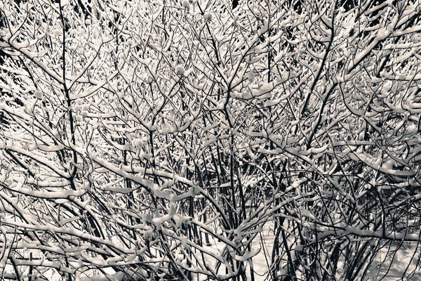 Nieve en las ramas de un arbusto . —  Fotos de Stock