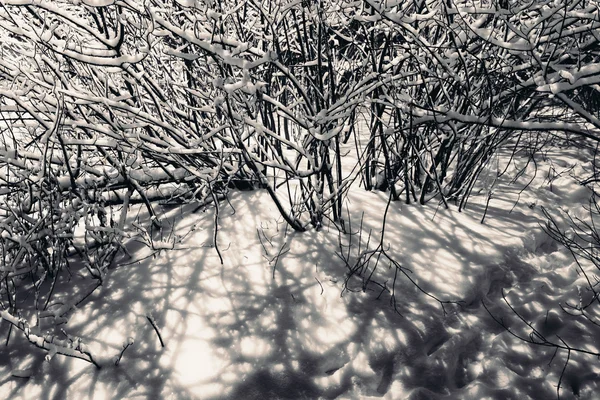 Neve nos ramos de um arbusto . — Fotografia de Stock