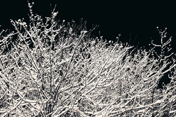 Ramas de árboles con nieve por la noche . —  Fotos de Stock