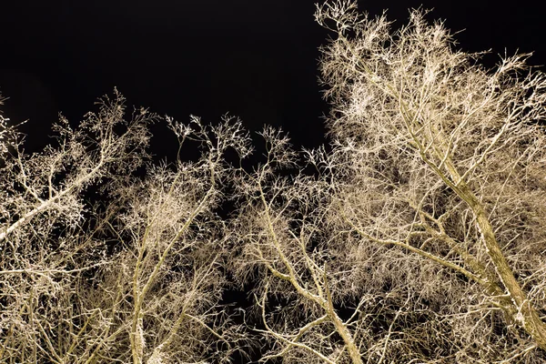 Κλαδιά δέντρου με χιόνι τη νύχτα. — Φωτογραφία Αρχείου