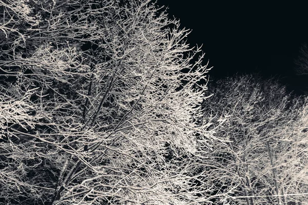 Branches d'arbres avec neige la nuit . — Photo