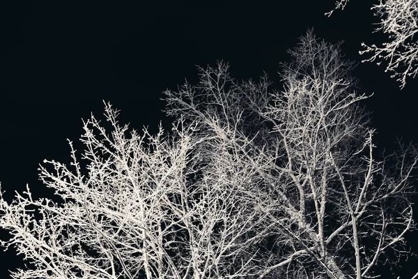 Ramas de árboles con nieve por la noche . — Foto de Stock
