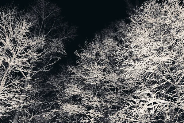 Tree branches with snow at night. — Stock Photo, Image