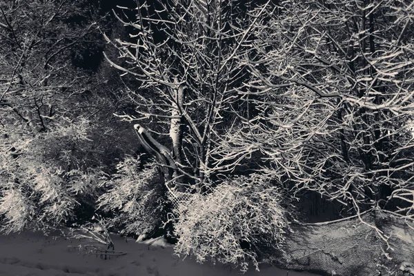 Nieve en las ramas de árboles y arbustos . — Foto de Stock