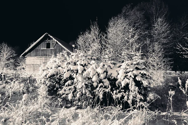 Nieve en las ramas de árboles y arbustos . — Foto de Stock