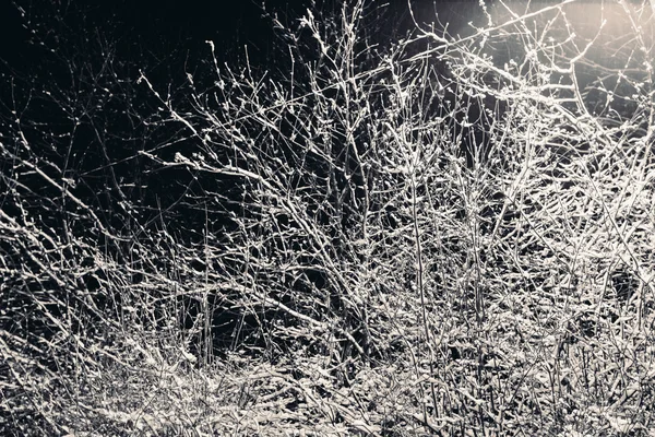 Ramas de árboles con nieve por la noche . — Foto de Stock