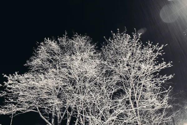 Ramos de árvores com neve à noite . — Fotografia de Stock