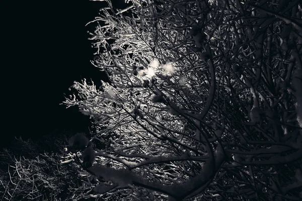 Гілки дерев зі снігом вночі . — стокове фото