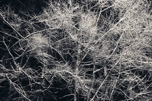 Ramas de árboles con nieve por la noche . — Foto de Stock