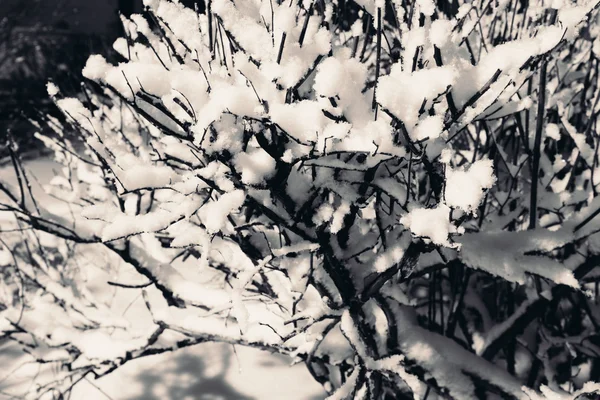 Nieve en las ramas de un arbusto . — Foto de Stock