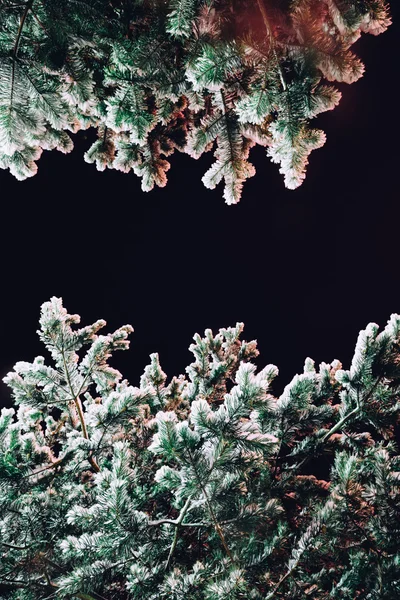 Сніг на гілках ялинки . — стокове фото