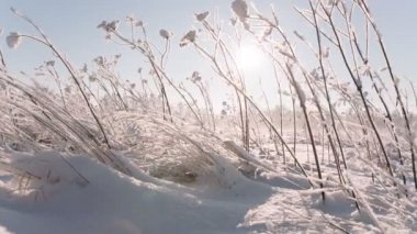 Kamera soldan sağa donmuş ot büyük bir alanda kaldırma hareket.