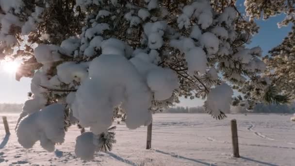 Camera moves from right to left and takes a winter landscape with tree branches and a field. — Stock Video