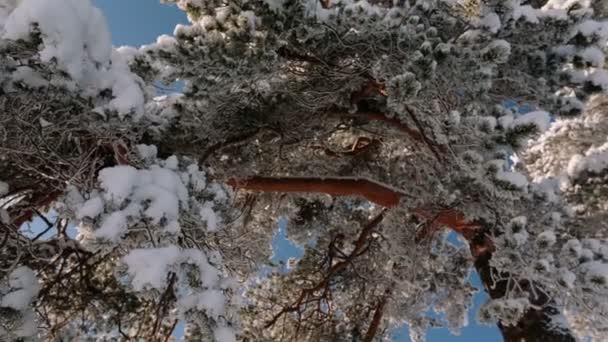 Kamera obraca się i usuwa gałęzi drzewa z śniegu i niebo. — Wideo stockowe