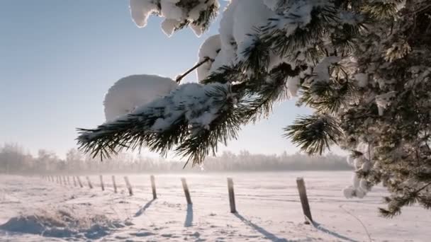 Câmera se move da esquerda para a direita e leva uma paisagem de inverno com galhos de árvore e um campo . — Vídeo de Stock