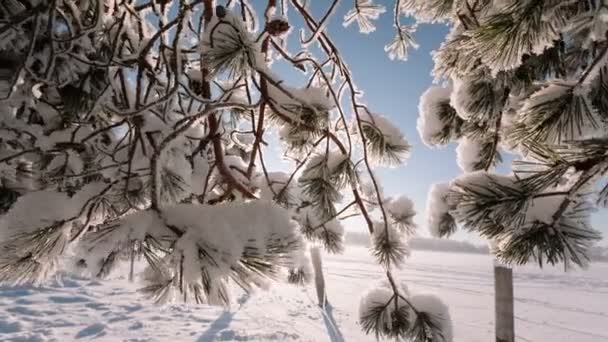 Kamera przesuwa się od lewej do prawej i trwa zimowy pejzaż z gałęzi drzewa i pola. — Wideo stockowe