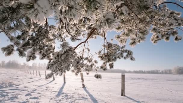 Cámara se mueve desde abajo hacia arriba y quitar las ramas de los árboles cubiertos de nieve . — Vídeos de Stock