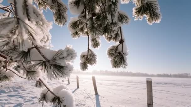 Camera beweegt van rechts naar links en neemt een winterlandschap met takken en een veld. — Stockvideo