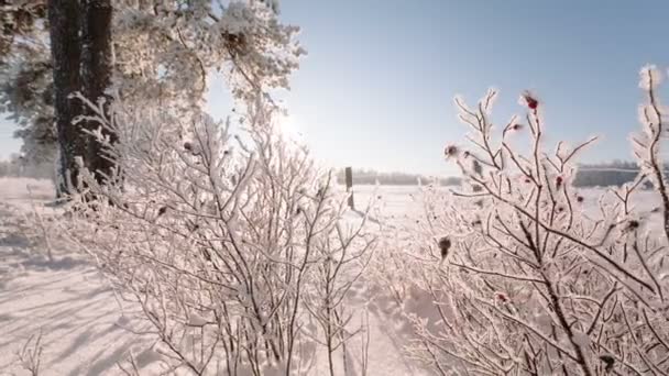 Kamera bewegt sich von links nach rechts und entfernt das gefrorene Gras auf einem großen Feld. — Stockvideo