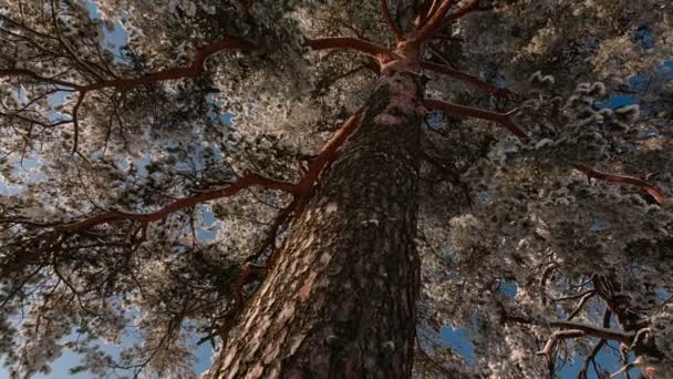 La fotocamera ruota e rimuove i rami di un albero con la neve . — Video Stock