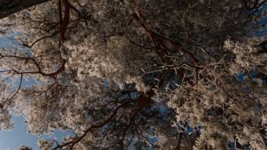 Kamera döner ve kar bir ağaç dalları kaldırır.