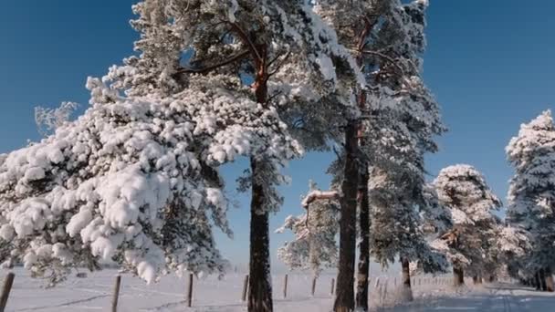 Câmera se move da direita para a esquerda tomando uma árvore grande com galhos cravejados de neve . — Vídeo de Stock