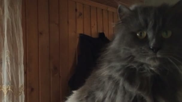 Zwarte kat met groene ogen in de camera kijkt dan springt op de top. — Stockvideo