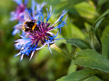Fesleğen çiçeğindeki yaban arısı