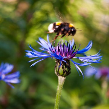 Fesleğen çiçeğindeki yaban arısı