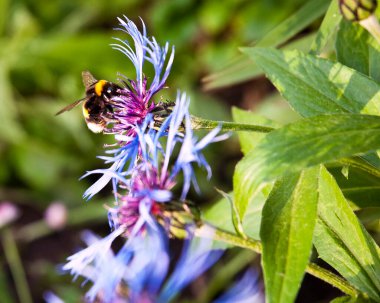 Fesleğen çiçeğindeki yaban arısı