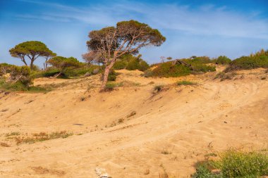 Sahil kum tepeleri boyunca uzanan off-road patikası çalılık bitki örtüsü ve manzaralı bir manzaranın kenarına yaslanmış rüzgarlı çam ağaçları.