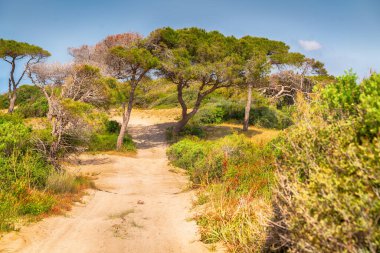 Çam ağaçlarıyla kıyı ormanlarına doğru giden kumlu toprak yol ve güneşli mavi gökyüzünün altında çekilen bir manzara.