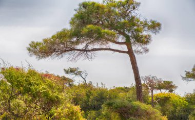 Rüzgâr estiren çam ağacının dalları yapraklı yeşil çalıların arasında, bulanık mavi gökyüzüne doğru büyüyor.