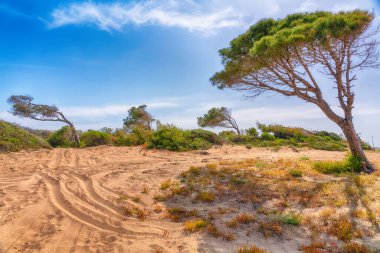 Bir sahil kum tepesinde araç lastiği izleri ve ayak izleri. Rüzgâr esintili çam ağaçları ve manzarası olan yeşil yapraklı bitki örtüsü.