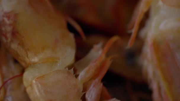 Měkké zaměření mořské plody pozadí s copyspace vařené krevety — Stock video