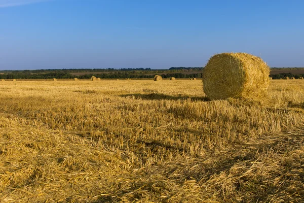 Freshly harvested round hay bales — Stock Photo, Image
