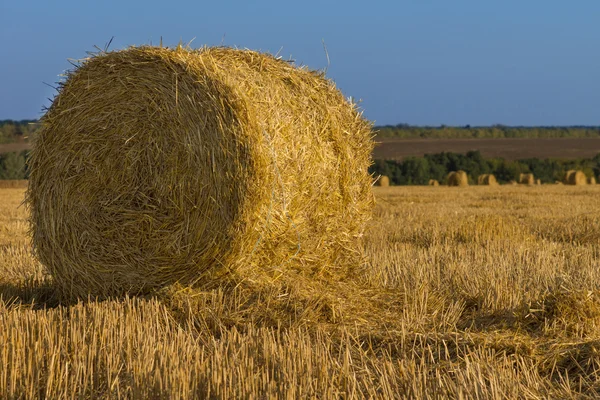 Round golden hay bale in a field — Stock Photo, Image