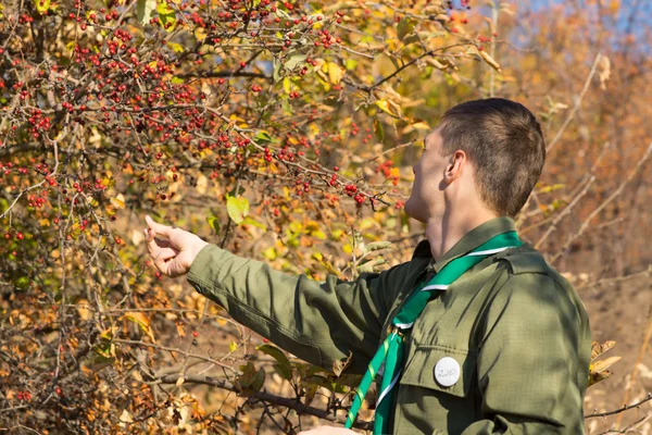 Scout collecting red berries off a bush — Stock Photo, Image
